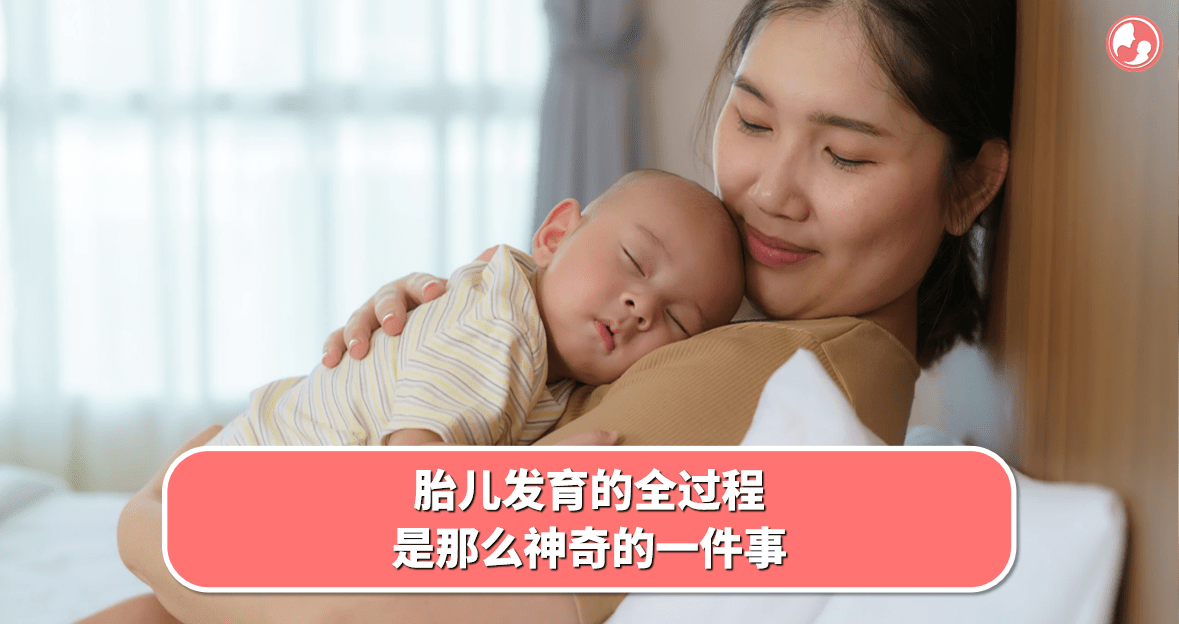 【胎儿发育】胎儿发育的全过程，是那么神奇的一件事 -MamaClub